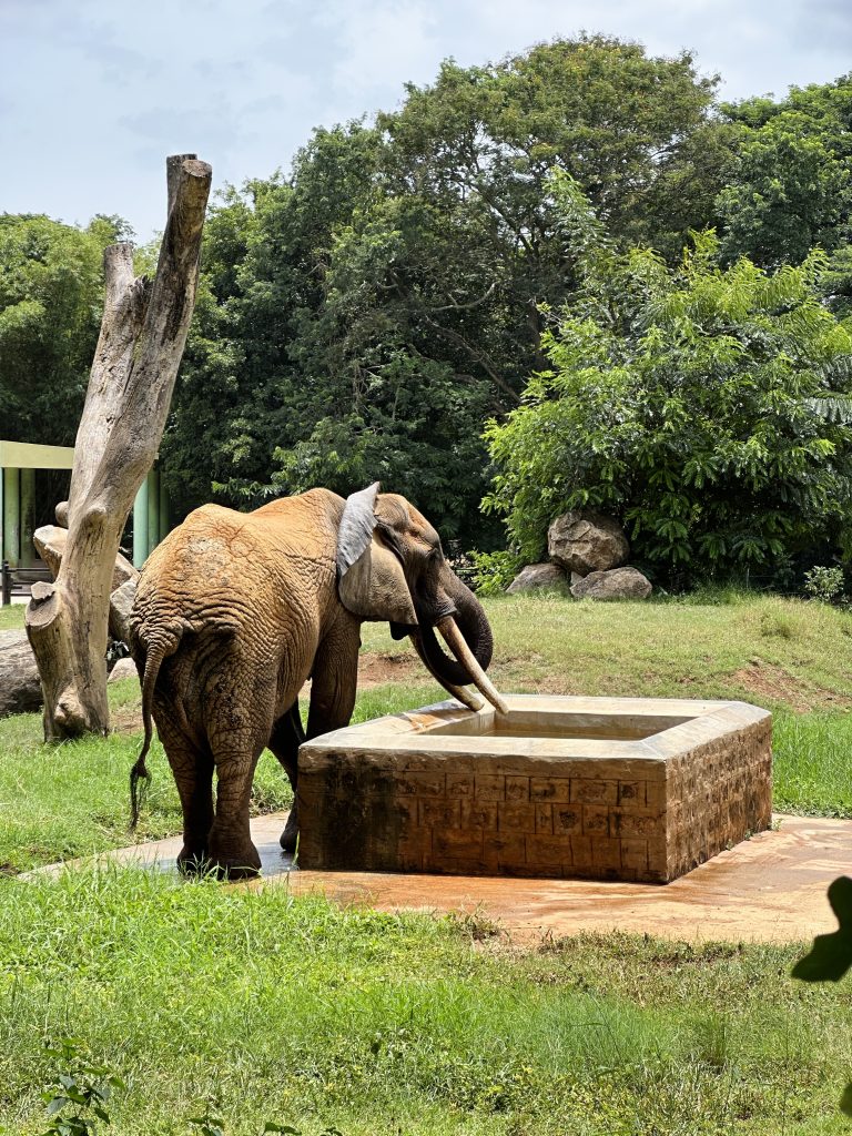 An Elephant drinking water