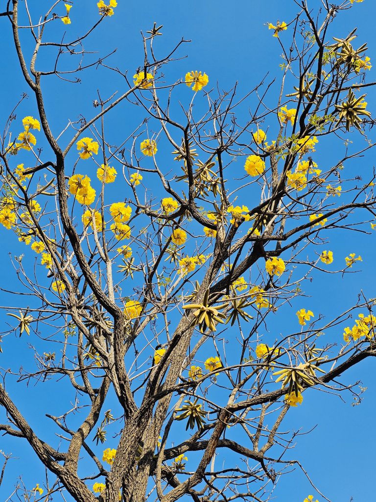 Golden Trumpet tree with flowers and seeds. A morning view from Parvati Hills, Pune, Maharashtra.