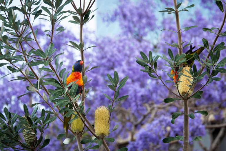 Two colorful rainbow lorikeets perched on branches with green leaves and yellow flowers, with a blurred background of vibrant purple jacaranda tree blossoms.