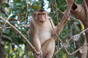 A Macaque on the banks of the Kinabatangan River, Borneo sitting on a branch amidst leafy trees, grasping a smaller branch with one hand and looking slightly towards the camera.
