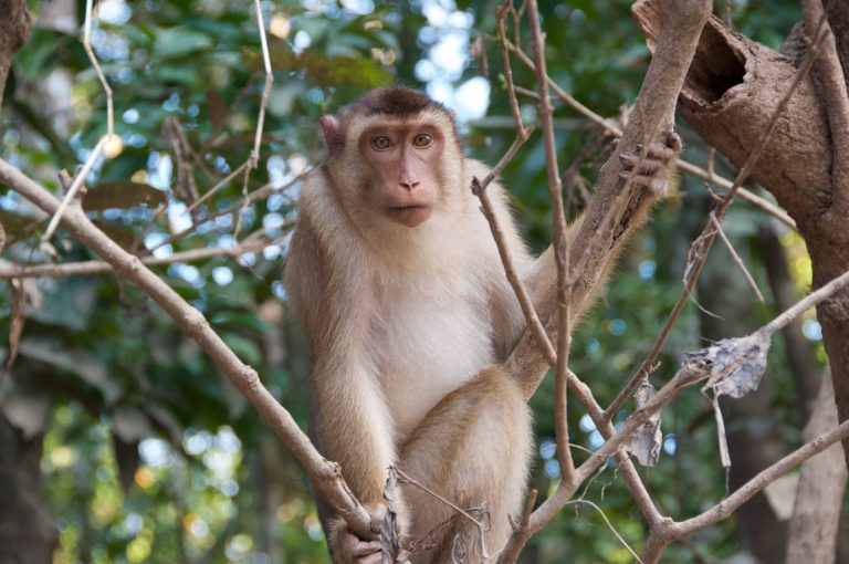 A Macaque on the banks of the Kinabatangan River, Borneo sitting on a branch amidst leafy trees, grasping a smaller branch with one hand and looking slightly towards the camera.