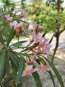 A close-up of pale pink oleander flowers with green leaves.