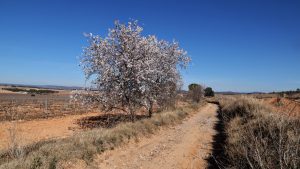 晴朗的日子里，蓝天衬托着一条土路。在Fontanars del Alforins（西班牙巴伦西亚附近），路边有一棵盛开的杏仁树。
