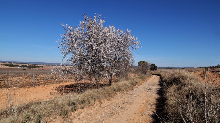 A dirt road in a clear day against blue sky. There is an almond tree in bloom next to the road in Fontanars del Alforins (near Valencia, Spain).