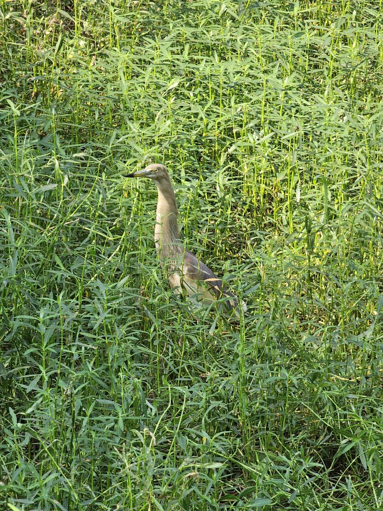 An Indian pond heron is hiding itself in bushes for hunting. From Pantheerankav, Kozhikode, Kerala.