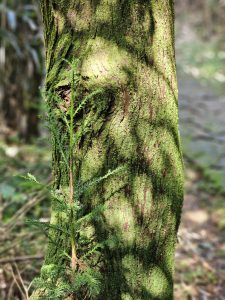 trunk of a tree covered in green moss