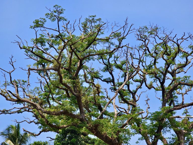 A grand Samanea saman tree. It’s commonly known as Chankiri Tree, Saman, rain tree and monkeypod. From Mankav, Kozhikode, Kerala.