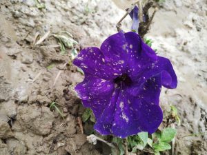 Dirty purple flower