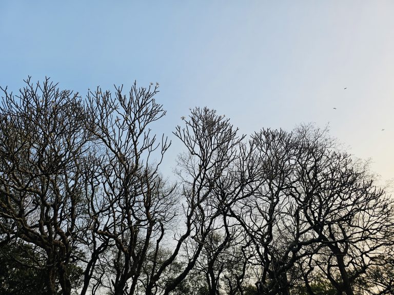 Plumeria trees without leaves. An evening view from Shivaji Nagar, Pune, Maharashtra.