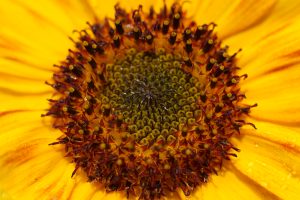 Close-up from a sunflower inflorescence. Yellow and brown flowers with dark shoot tips.