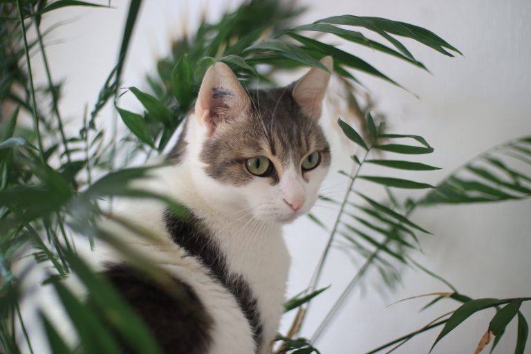 A white and grey cat with green eyes peering through green leaves of a houseplant.