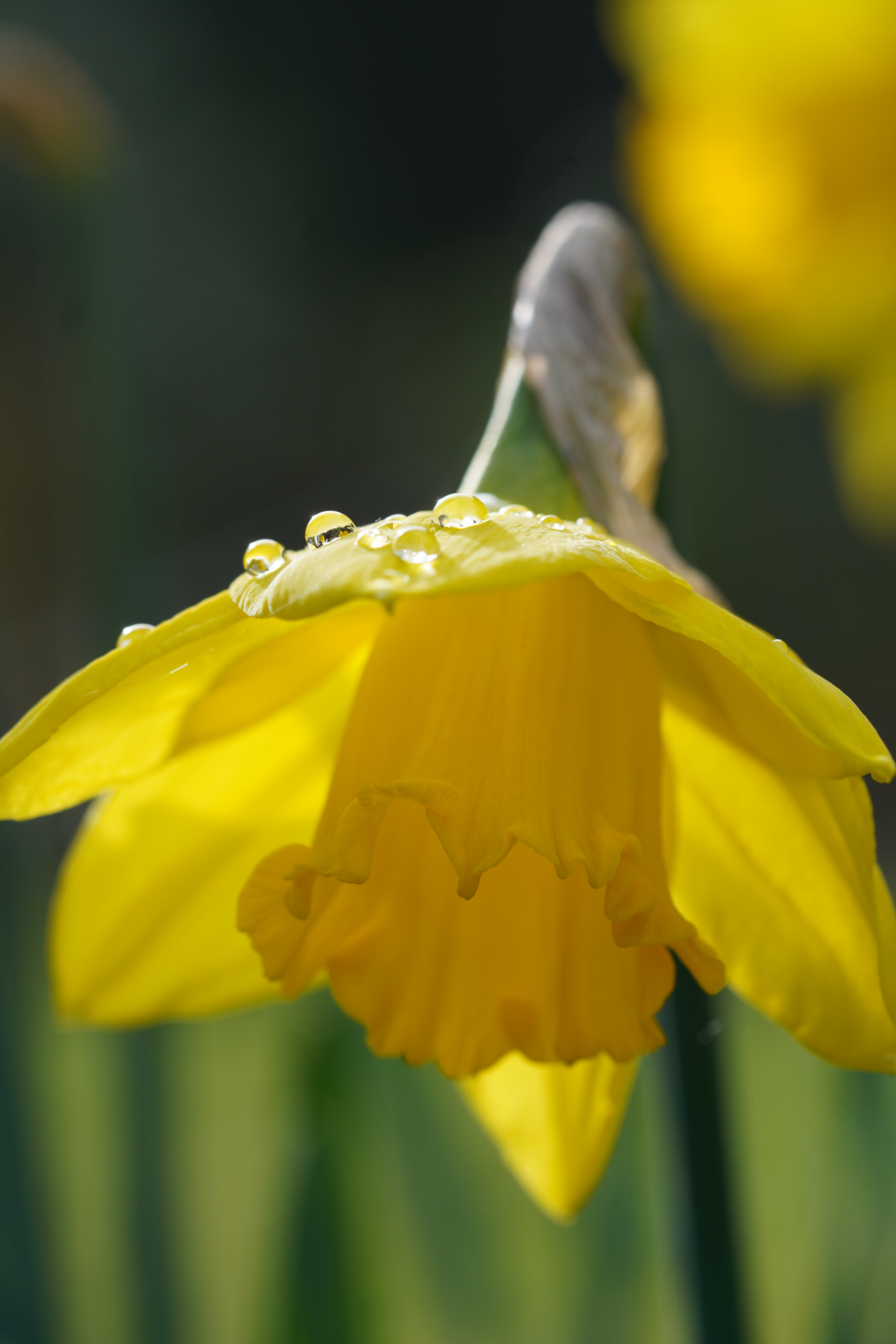 Dew drops in the morning sun on the flower of a daffodil (Narcissus pseudonarcissus). Yellow blossom on darkgreen background.