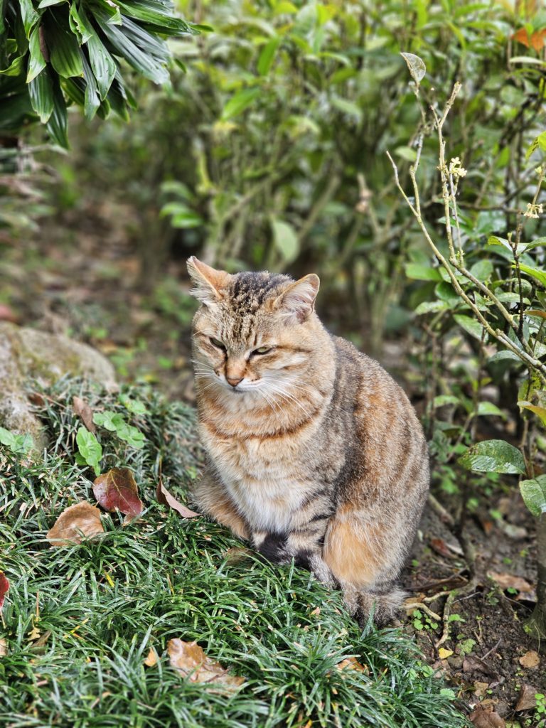 a cat sitting in the grass