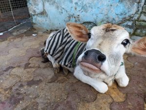 Calf laying on the ground, stretching its nose toward the camera, toungue slightly out.  It has a blanket over it.