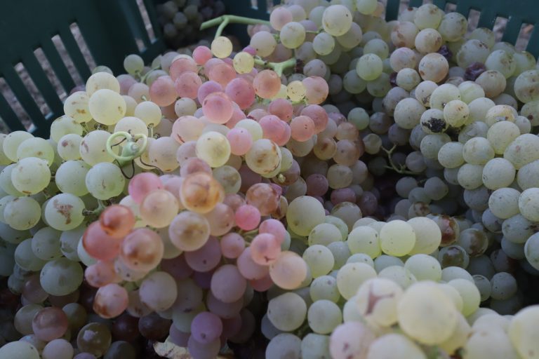 Clusters of fresh grapes piled together in a container after harvest.