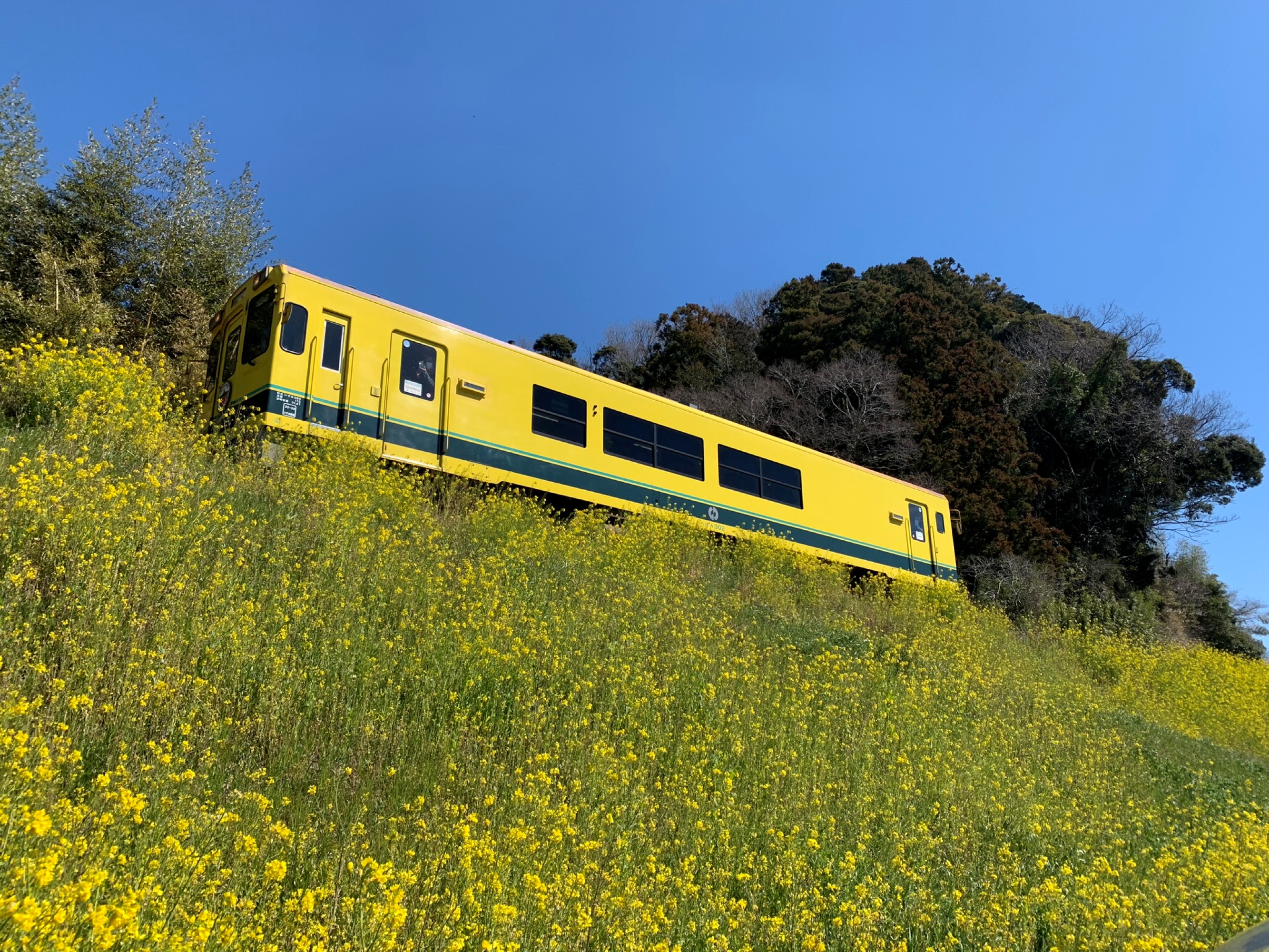 千葉県いすみ市　いすみ鉄道　菜の花を眺める　/　Isumi City, Chiba Viewing the rape blossoms on the Isumi Railway