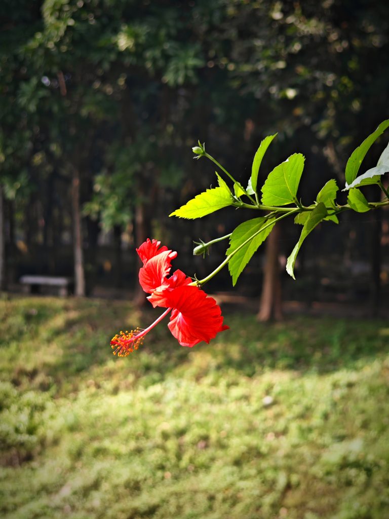 A vibrant red hibiscus flower in sharp focus, with its long stamen protruding prominently, set against a soft background of greenery and diffused sunlight in a garden.