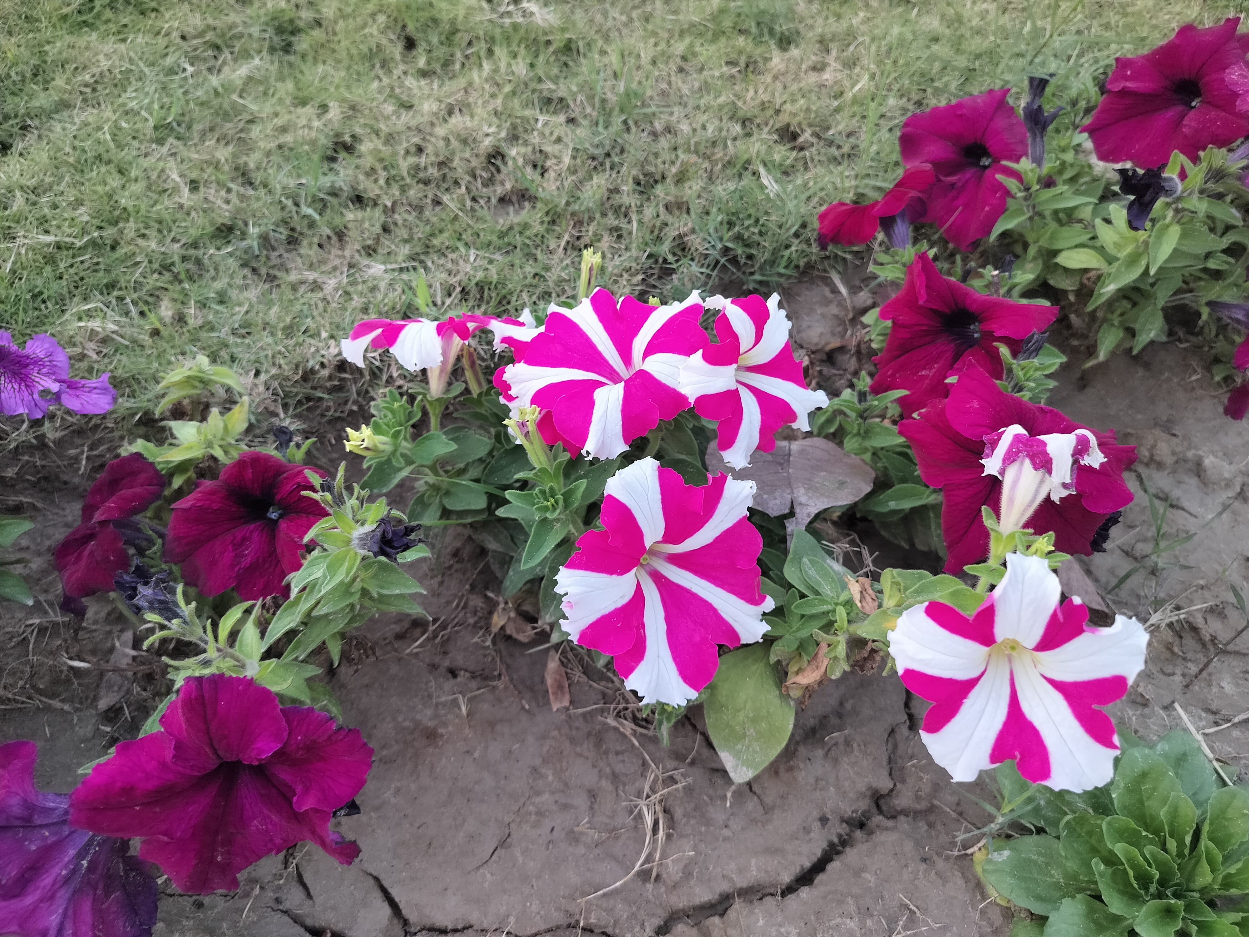 A variety of petunias, with vibrant pink and white striped blooms as well as solid dark pink flowers, growing in soil with a background of green grass.