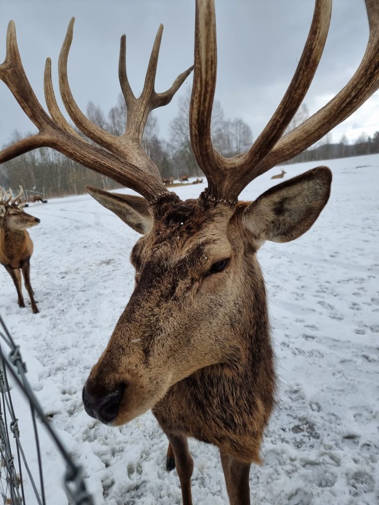 European fallow deer, Lithuania, winter time, close up photo