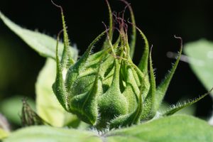 Close-up of a sunlit green sunflower bud with tiny hairs on the bracts, against a dark background.
