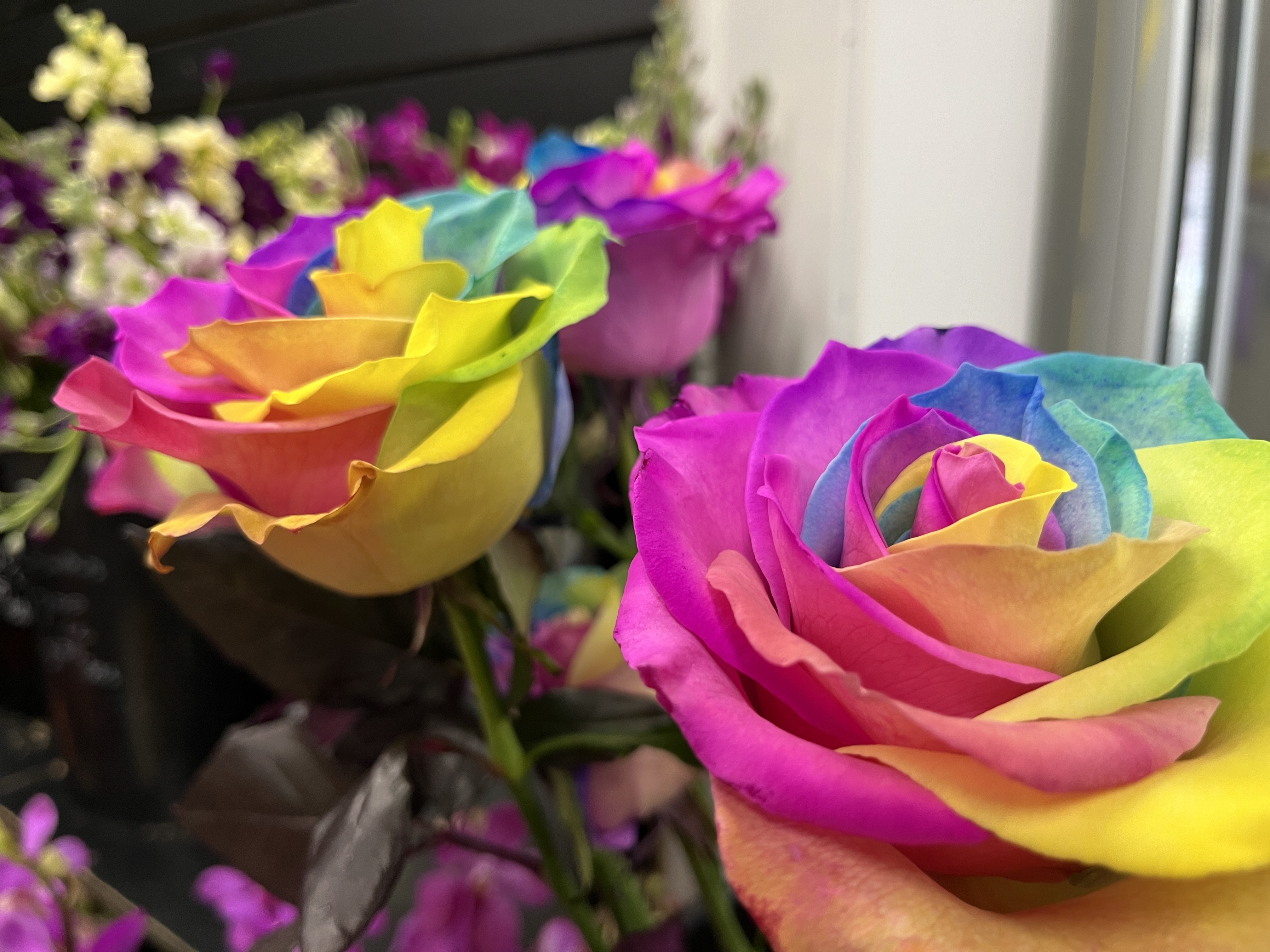 Closeup view of rainbow colored roses.