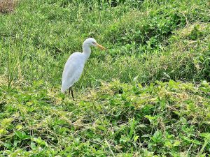 An egret standing in a lush green field with grass and plants in Pantheerankav, Kozhikode, Kerala.