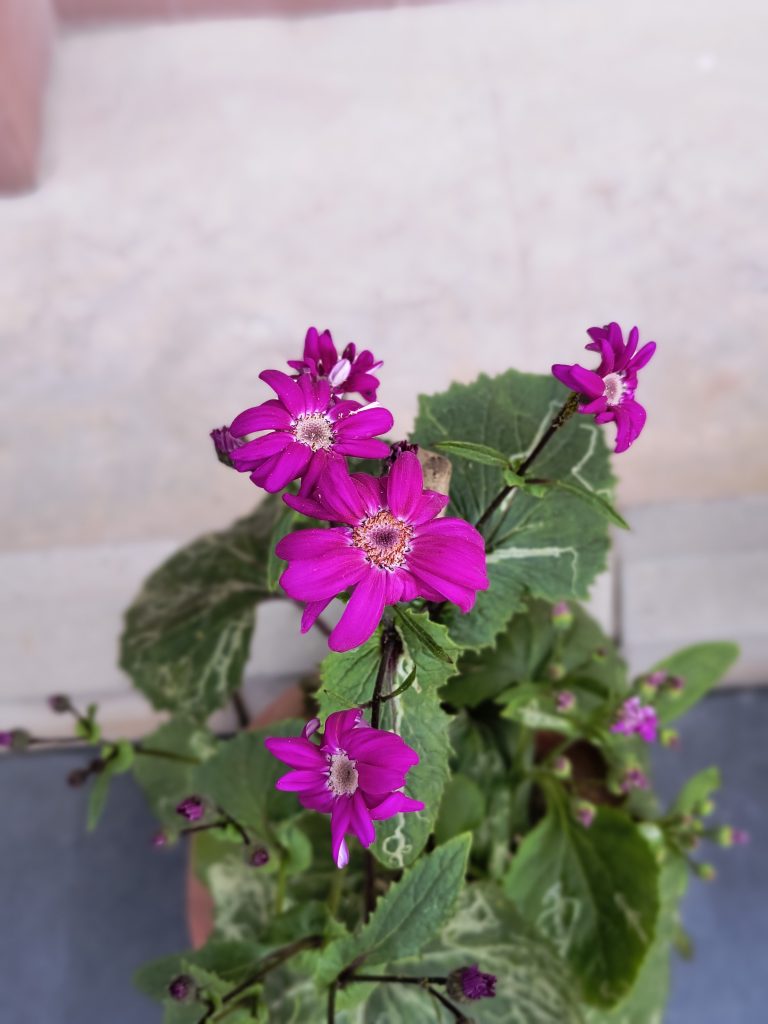 A purple flower blooms in a pot on the floor, brightening the space with its color and beauty, welcoming all.