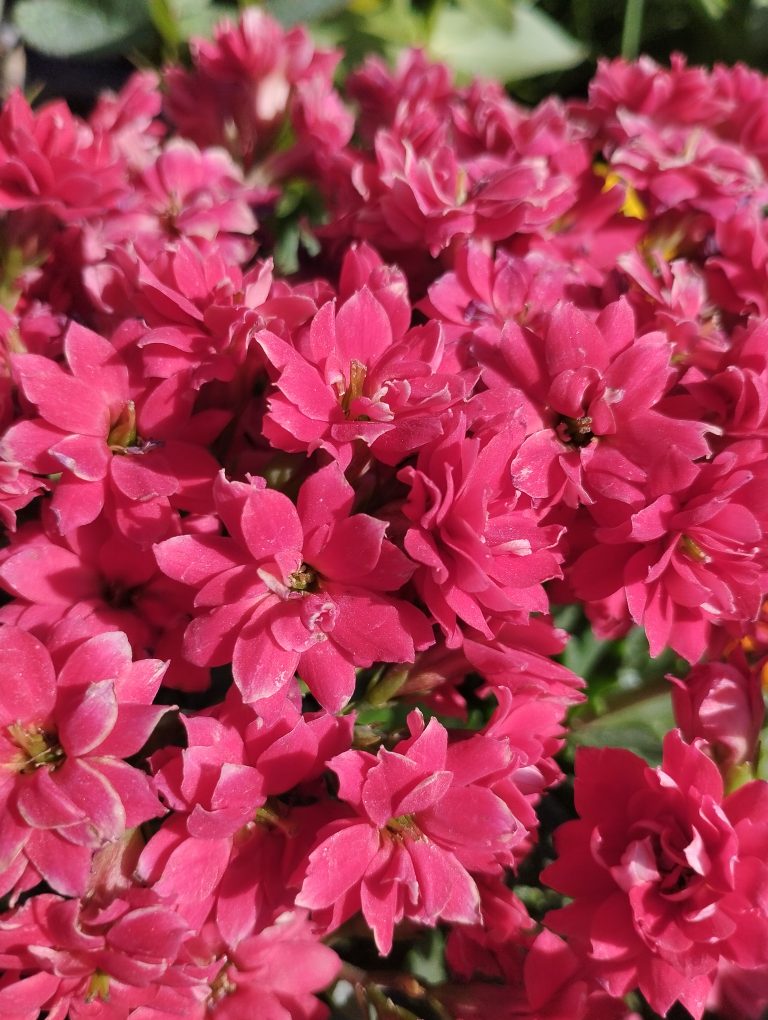 Close-up of vibrant pink flowers with multiple petals in sunlight.