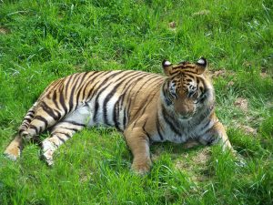 A Bengal tiger lying on the grass. It has a rich orange fur coat with black stripes, and its front paws are extended forward. 