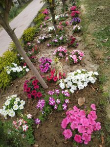 A vibrant flowerbed with various colored flowers, including white, pink, and purple petunias, interspersed with green shrubbery, along a dirt path with a paved walkway in the background.