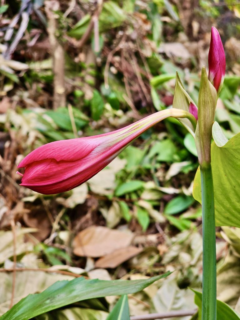 Just few hours before the blooming. An Amaryllis flower bud from our garden. Located in Perumanna, Kozhikode, Kerala.