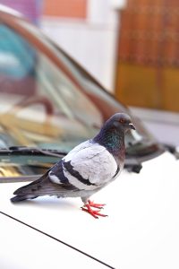 A pigeon with dark iridescent feathers standing on the hood of a car.