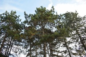 A view from the ground looking up at tall pine trees against a clear blue sky with a few wispy clouds.