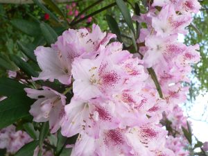 Close-up of pink rhododendron flowers with dark pink speckles on the petals, surrounded by green leaves in spring.
