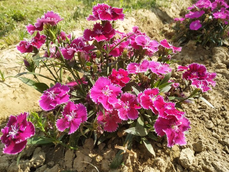 Closeup view of dark pink flowers.