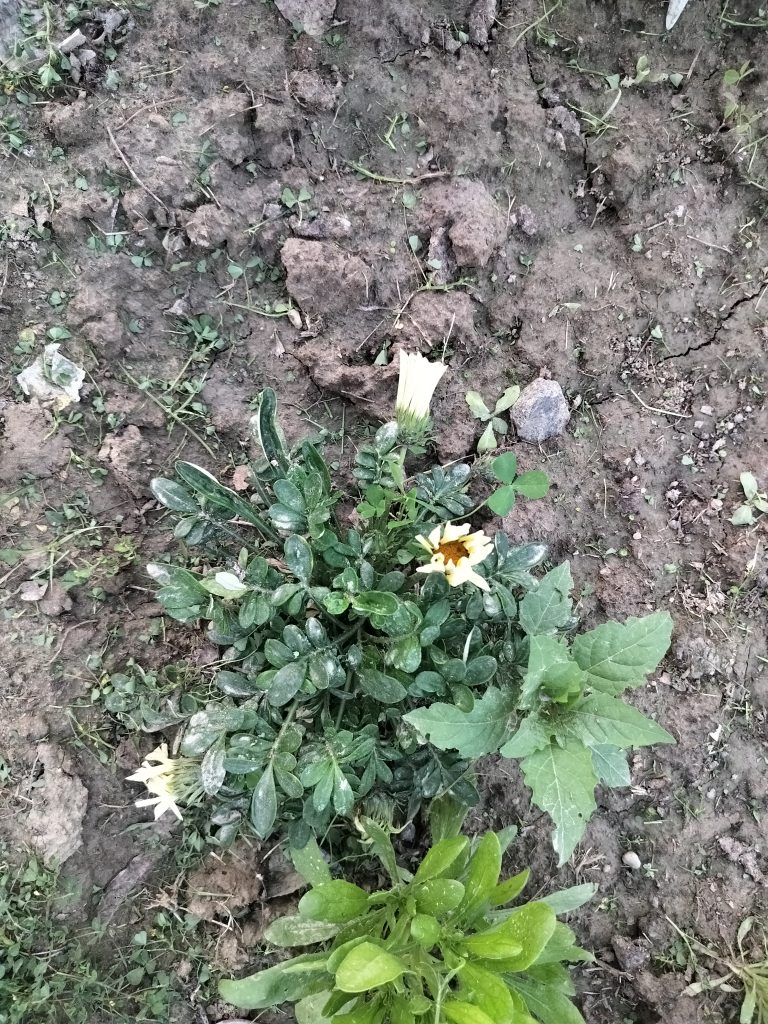 A plant with thick green leaves and yellow flowers growing in soil with a mix of stones, grass, and a piece of broken wood nearby.