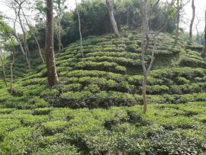 Terraced Sreemangal tea garden with neatly arranged tea bushes on a hillside, interspersed with several tall trees under a bright sky.
