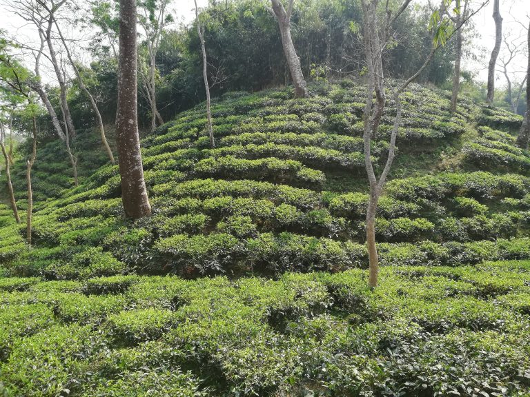 Terraced Sreemangal tea garden with neatly arranged tea bushes on a hillside, interspersed with several tall trees under a bright sky.