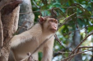 Macaque on the banks of the Kinabatangan River, Borneo
