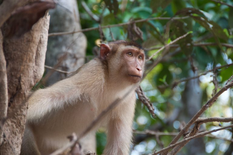 Macaque on the banks of the Kinabatangan River, Borneo