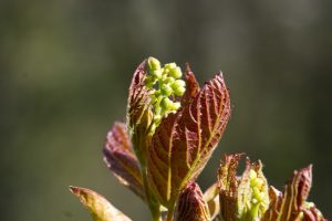 Light green budding of a maple tree in young, dark red leaves on a dark green background.