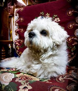A small, fluffy white dog with a black nose and soulful eyes, sitting on a floral patterned fabric, with a dark wooden chair arm and a burgundy throw with a floral design in the background.
