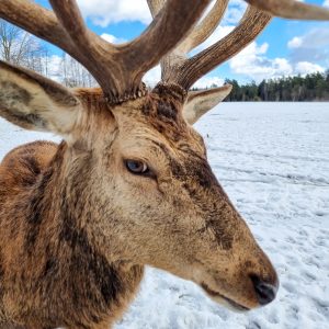 European fallow deer, Lithuania, winter time, close up photo