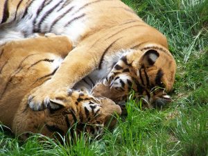 Two Bengal tigers cuddling in the grass. They are laying on their sides, with their faces pressed together in an affectionate embrace. The tigers have orange fur with black stripes.