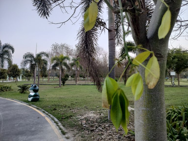 A green plant sprouting on a tree in a park, with a toy frog peacefully sitting nearby