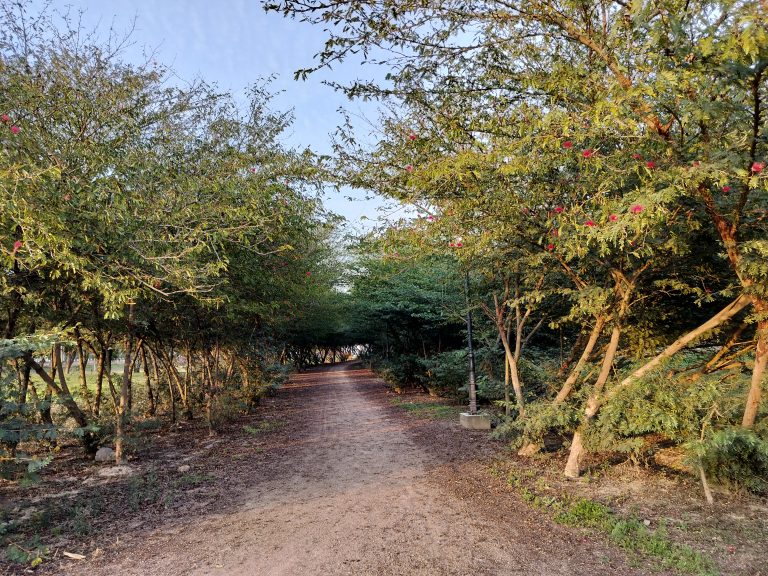 Peaceful path through the trees