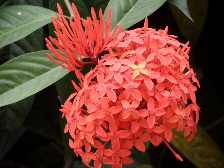 A close-up of a vibrant Rangoon Creeper (scientific name: Quisqualis indica) flowering vine native to South and Southeast Asia with lush green leaves in the background.