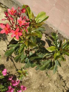 A flowering plant with clusters of pink and red flowers and green leaves, with sunlight shining on it, set against a background of soil and a partial view of interlocking pavement.