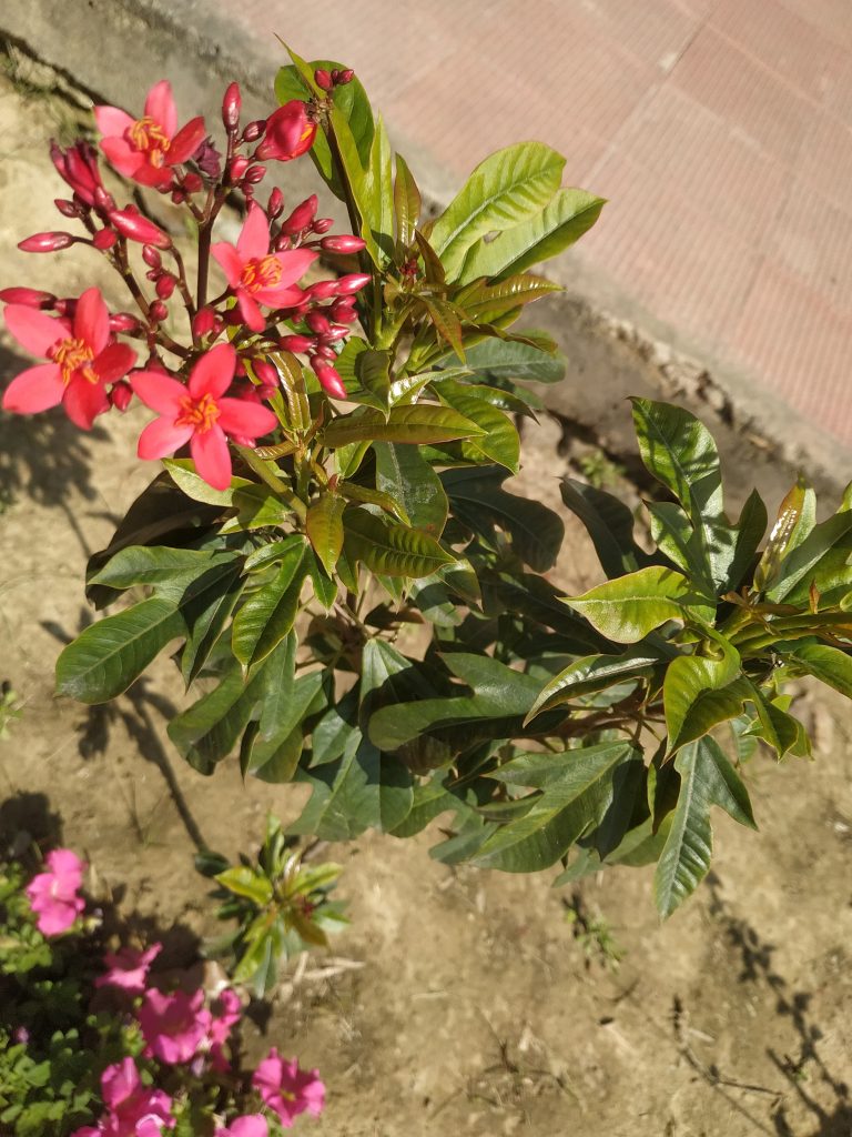 A flowering plant with clusters of pink and red flowers and green leaves, with sunlight shining on it, set against a background of soil and a partial view of interlocking pavement.