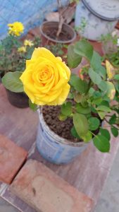 A vibrant yellow rose in full bloom, planted in a repurposed paint container on a wooden bench with other plants and pots in the blurred background.